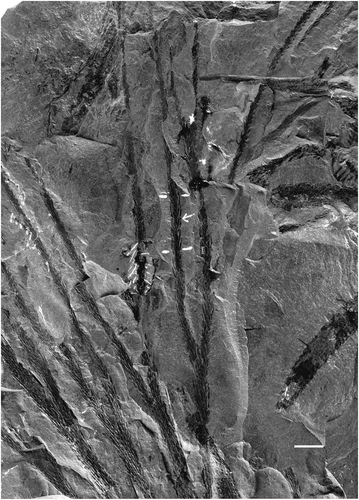 Figure 12. Lepidodendron wingfieldense Thomas and Seyfullah (holotype), British Geological Survey, Keyworth, Specimen 76,267, Wingfield Colliery, Derbyshire (UK); above the Kilburn Coal (Langsettian).