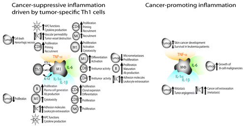 Figure 6. A model for how inflammation may either suppress or promote cancer. (Left) Cancer-suppressive inflammation driven by tumor-specific Th1 cells. Tumor-specific Th1 cells collaborate with tumor-infiltrating M1 macrophages to efficiently recognize and eliminate malignant cells. M1 macrophages function as efficient antigen-presenting cells that process and present cancer antigens to tumor-specific CD4+ and CD8+ T cells in the tumor. Th1 cells are characterized by the production of IFNγ, which is a potent macrophage-activating factor, inducing their tumoricidal activity. IFNγ-induced M1 macrophages are cancer-suppressive in vitro and in vivo, and produce pro-inflammatory cytokines (IL-1α, IL-1β, IL-6, TNFα) as well as the Th1-polarizing cytokine IL-12. In a Th1 environment, pro-inflammatory cytokines play essential roles in cancer elimination by stimulating various aspects of the antitumor immune response. (Right) Cancer-promoting inflammation. In the absence of sufficient numbers of tumor-specific Th1 cells, tumor-infiltrating macrophages do not differentiate into a cancer-suppressive M1 phenotype. In this setting, pro-inflammatory cytokines may contribute to cancer development, progression and metastasis, for instance by stimulating angiogenesis and cancer cell growth and/or by increasing vascular permeability.