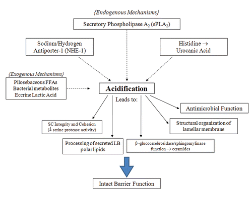 Figure 1 Endogenous and exogenous pathways of acidification and functional consequences in the stratum corneum. Acidification in the SC is the result of several mechanisms. Specific functions of the SC are dependent on this process to maintain the epidermal permeability barrier.