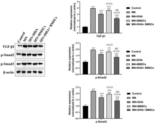 Figure 5. Effects of combination therapy with DHA and BMSCs on the TGF-β1/Smad signaling pathway in MN mice. Western blotting was applied to detect the protein expression of TGF-β1, p-Smad2 and p-Smad3 in the kidney. Values are expressed as the mean ± SD, n = 5 per group. ***p < .001 versus control group; ##p < .01 versus MN model group; ###p < .001 versus MN model group; @@@p < .001 versus MN + DHA group; $$$p < .001 versus MN + BMSCs group.