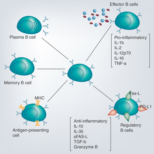 Figure 1.  Different B cell functional response to inflammation.Stimulation of any of the B cell functions depend on the nature of the pathogenic material, whereas memory B cells are long lasting immunological memory cells that bear specific receptors from previous infection.