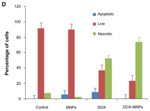 Figure 4 The apoptosis-induction effect of doxorubicin-loaded magnetic Fe3O4 nanoparticles (DOX-MNPs) in Lewis lung carcinoma cells (LLC). Fluorescein isothiocyanate– labeled Annexin V (Annexin V-FITC) and propidium (PI) double staining and flow cytometry were used to determine the proportion of live cells (Annexin V-FITC and PI double negative, bottom left quadrant), early apoptotic cells (Annexin V-FITC and PI negative, bottom right quadrant), late apoptotic cells (Annexin V-FITC and PI positive, top left quadrant), and necrotic cells (Annexin V-FITC and PI double positive, top right quadrant). (A) Representative histograms from flow cytometry of LLC cells treated with medium containing a series of concentrations of DOX-MNPs; (B) determination of live, apoptotic, and necrotic cells treated with a series of concentrations of DOX-MNPs; (C) representative histograms from flow cytometry of LLC cells treated with fresh medium containing free DOX (5 μg/mL) or equivalent concentrations of MNPs and DOX-MNPs; (D) determination of live, apoptotic and necrotic cells treated with free DOX (5 μg/mL) or equivalent concentrations of MNPs and DOX-MNPs.