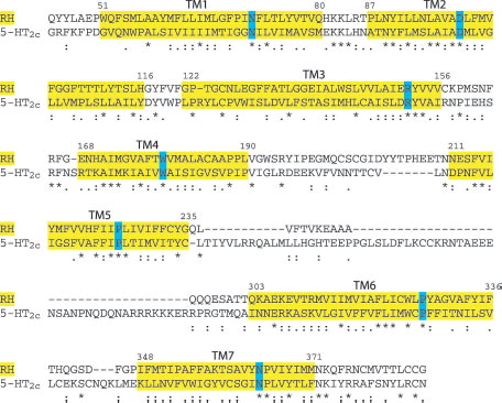 Figure 2 Alignment of the sequences of bovine rhodopsin (RH) and 5-HT2c (5-HT2c). The experimental helices of bovine rhodopsin are coloured in yellow, conserved residues in the GPCRs superfamily are coloured in cyan. * means identical residues,: homolog residues,. similar properties residues. The sequence numbers are related to 5-HT2c.