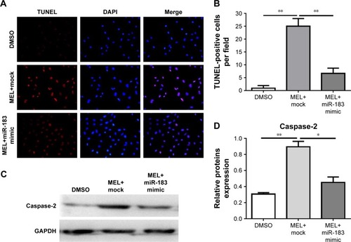 Figure 6 MEL induces NCI-H441 xenograft apoptosis in vivo.