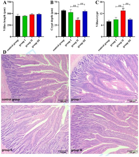 Figure 2. Histomorphometric analysis of the broiler jejunum. (A) Villus length, (B) Crypt depth, (C) Villus/crypt, (D) Haematoxylin and eosin (H&E) staining, 100 × magnification, scale bar: 100 µm. * indicates significant difference compared to the corresponding control (*P < 0.05, **P < 0.01). # indicates statistically significant difference between corresponding groups (# P < 0.05, ## P < 0.01).