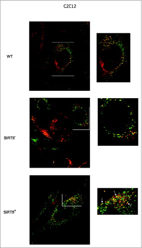 Figure 9. Mitochondrial fusion in WT cells and in SIRT5 clones. Two separate populations of C2C12 WT, or SIRT5+ or SIRT5- cells were incubated with either MitoTrackerGreen or MitoTrackerRed. Subsequently the 2 populations were cocultured in the presence of PEG to stimulate cellular fusion as described under Materials and Methods. Cells with green-labeled mitochondria fused with cells with red-labeled mitochondria were analyzed under confocal microscope (LSM510 Zeiss). The presence of mitochondria fusion was assessed by the appearance of yellow mitochondria. Pictures on the right side are enlargements of the images in the white box on the left. White arrows in the lower right panel indicate the presence of large fused or fusing mitochondria. Pictures of mitochondria were taken at 60x with a LSM510 Zeiss Confocal Microscope.