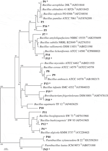 Fig 1–4. Phylogenetic relationships of bacteria associated with the two algae and their most closely related type strains (with NCBI accession number). Separate phylogenetic trees are given for sequences belonging to the Bacteroidetes (Fig. 1), Proteobacteria (Fig.2), Bacilli (Fig. 3), and Actinobacteria (Fig. 4). All are neighbour-joining trees based on 16S rRNA gene sequences. Representatives of the phylotypes from this study are shown in bold type. Non-parametric bootstrapping analysis (1000 pseudoreplicates) was conducted and values ≥ 50% are shown. The scale bars indicate the number of substitutions per nucleotide position. Phylotypes with antibiotically active bacteria are indicated by *.