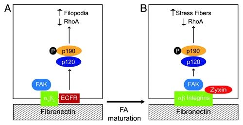 Figure 3. EGFR regulates RhoA-mediated cytoskeletal rearrangements by reconfiguring p190RhoGAP activation. To become fully active the RhoA antagonist p190RhoGAP must be tyrosine phosphorylated by Src kinase, form a complex with p120RasGAP, and undergo recruitment to the cell periphery. Our data suggest that EGFR has an important role in determining the effect of local changes in GTP-Rho activity by regulating p190RhoGAP membrane recruitment. (A) Simplified schematic depicting EGFR-expressing cell adhered to fibronectin. β3 integrin ligation activates FAK and also promotes complex formation with EGFR. β3 integrin-EGFR complexes localize to relatively immature, zyxin-poor FAs. EGFR recruits p120RasGAP which serves as a bridge to p190RasGAP leading to formation of filopodia. (B) EGFR-null cell adhered to fibronectin. RGD-directed αβ integrins activate FAK which serves as a scaffold to recruit p120RasGAP to mature zyxin-positive FAs. p120RasGAP facilitates a bridge between FAK and p190RasGAP leading to formation of actin stress fibers.