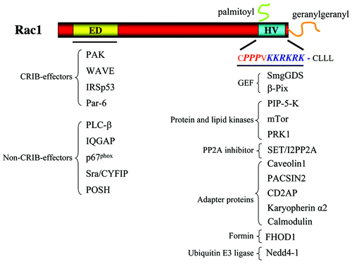 Figure 1. Overview of Rac1-interacting proteins. In the left part of the figure, proteins known to bind to the effector domain (ED) of Rac1 via their CRIB domain or not are listed. In the right part of the figure, proteins known to bind to the hypervariable (HV) region are listed. These proteins are clustered dependent on their known interactions. See text for details.