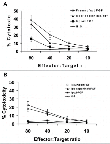 Figure 7. CTL-mediated cytotoxicity in vitro. Target cells MS1 and B16 were respectively co-cultured with T lymphocytes from the immunized mice at different effector:target(E:T) ratios. T lymphocytes from lipo-saponin/bFGF and Freund's/bFGF mice led to the lysis of MS1 cells(A) and B16 cells(B).