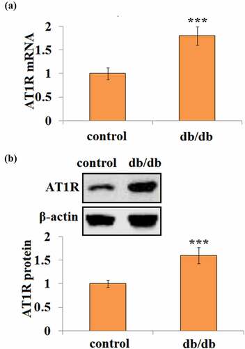 Figure 1. AT1R expression is elevated in the brain in db/db mice. (a) Quantification of AT1R mRNA in control and db/db mice; (b). Representative bands and quantification of AT1R protein in control and db/db mice(***, P < 0.005 vs. vehicle, N = 8)