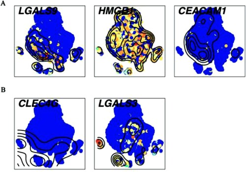 Figure 5. Single-cell transcript levels of immune checkpoint’s ligands (A) The ligands for Tim-3/HAVCR2. (B) The ligands for LAG-3. High expression was in yellow and red nodes, while low expression was drawn in blue.
