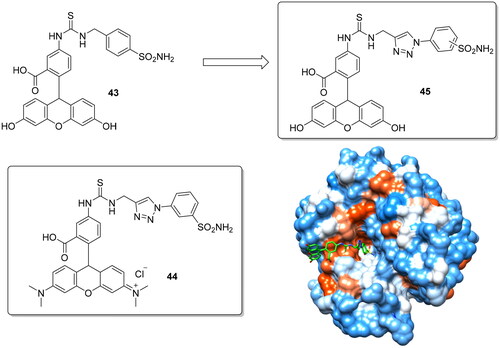 Figure 10. Structure of fluorescent CAIs 43–45 and crystallographic structure of 45 with hCA II.