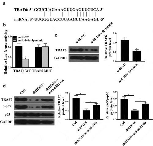 Figure 4. TRAF6 was a direct target of miR-146a-5p. (a) Target sequence of miR-146a-5p on the 3’-UTR of TRAF6 was predicted using StarBase V3.0 (http://starbase.sysu.edu.cn). (b) Luciferase activity was measured in MKN-28 cells. (C) TRAF6 protein level in MKN-28 cells after miR-14a-5p mimic transfection was measured by Western blot. (d) TRAF6 and p65 protein levels in MKN-28 cells were detected using Western blot. * P < 0.05, n = 3.