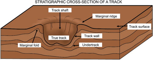 Figure 9. A simplified block diagram illustrating the morphological features of a track in cross-section. Modified from Allen (Citation1997) and Melchor (Citation2015).