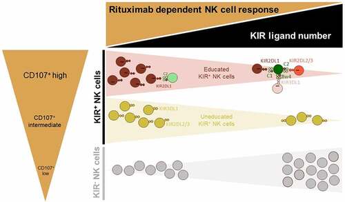 Figure 6. Graphic overview of the functional articulation between the number of KIR ligands and main NK cell subsets in modulating rituximab-dependent NK ADCC responses. A sizable KIR ligand environment favors a higher frequency of inefficient KIR− NK cells and numerous functional KIR/HLA inhibitions of educated KIR+ NK cells. By contrast, a low number of KIR ligands favor higher frequency of uneducated and educated NK cells that harbor a better rituximab-dependent ADCC than KIR− NK cells