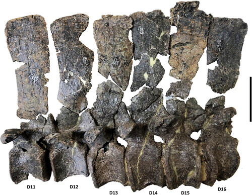 Figure 18. Comptonatus chasei gen. et sp. nov. (IWCMS 2014.80). Dorsal vertebrae D11–16 in left lateral view, with neural spines placed in approximate position. Scale bar represents 100 mm.