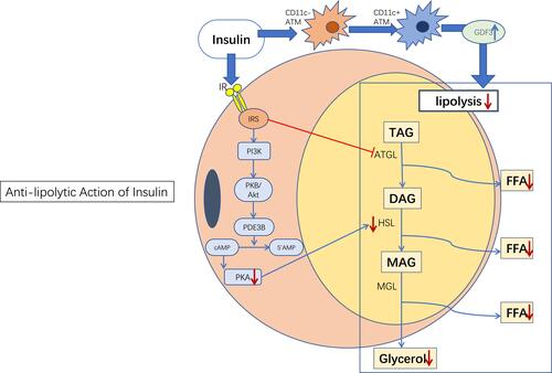 Figure 1 Anti-lipolytic action of insulin. Insulin inhibits lipolysis primarily through the PI3K/Akt signaling pathway. In addition, insulin inhibits lipolysis independently of Akt under certain conditions, such as through the regulation of adipose tissue macrophages (see description below). Blue→: promotion; Red →: inhibition; Red↓: reduction; Blue↑: increase.Abbreviations: ATM, adipose tissue macrophage; IR, insulin receptor; IRS, insulin receptor substrate; FFA, free fatty acid; TAG, triglycerides; DAG, diacylglycerol; MAG, monoacylglycerol.