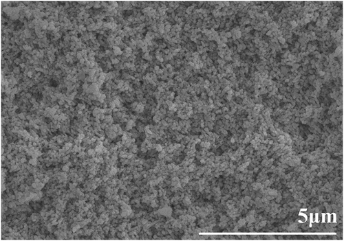 Figure 6. SEM microstructure of the green body prepared by gel casting and CIP process.