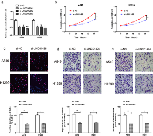 Figure 2. LINC01426 knockdown inhibited the proliferation, migration and invasion of LUAD cells a. The expression of LINC01426 was suppressed by small interfering RNAs (siRNAs) and the interference efficiency was confirmed by qRT-PCR. b-c. The effect of LINC01426 on cell proliferation was conducted by CCK8 and EdU experiments. d-e. The effect of LINC01426 on cell migration and invasion was conducted by transwell assay. (*P < 0.05, ** P < 0.01).