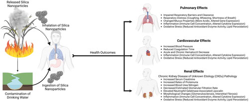 Figure 4. Potential exposure routes of silica nanoparticles and observed health effects.
