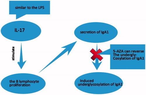 Figure 6. Our findings about the effects of IL-17 in vitro studies.