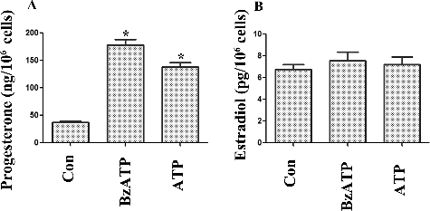 Figure 1. Influence of P2X7 purinergic signalling on (A) progesterone and (B) estradiol secretion in luteal cells.