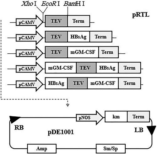 Figure 1. Schematic presentation of the gene arrangements in TEV-mediated bicistronic and monocistronic constructs used for co-expression of mGM-CSF and HBsAg genes.