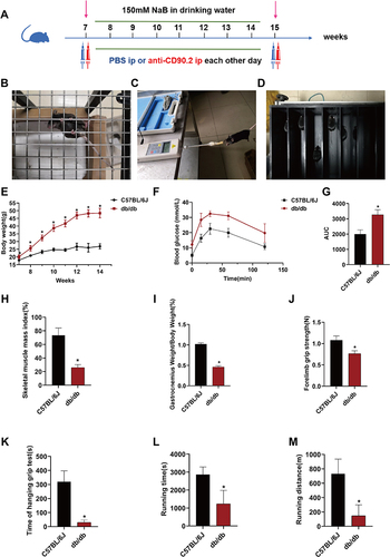 Figure 1 Seven-week-old db/db mice were animal model of T2DM-related sarcopenia. (A) The flow chart of ILC2s depletion test. (B) Hanging grid test. (C) Forelimb grip strength test. (D) Endurance running capacity test. (E) Body weight curve. (F) Intraperitoneal glucose tolerance test (IPGTT) curve. (G) Statistical analysis of area under the curve (AUC). (H) Statistical analysis of muscle mass index measured by dual energy X-ray absorptiometry (DXA). (I) Statistical analysis of gastrocnemius weight to body weight ratio. (J) Statistical analysis of forelimb grip strength. (K) Statistical analysis of time of hanging grip test. (L) Statistical analysis of treadmill exhaustion running distance. (M) Statistical analysis of treadmill exhaustive running time. Data are expressed as mean ± SEM (n = 10 in each group). *P < 0.05 vs C57BL/6J+water group.