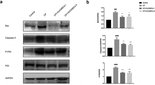 Figure 5. HUCMSCs decrease the apoptosis of pancreatic cells in DBTC-induced CP. (a–b) Western blot analysis was used to detect the expression of Bax, caspase-3, and p-53. #P < 0.05 versus the control group; *P < 0.05 versus the DBTC-induced chronic pancreatitis model group