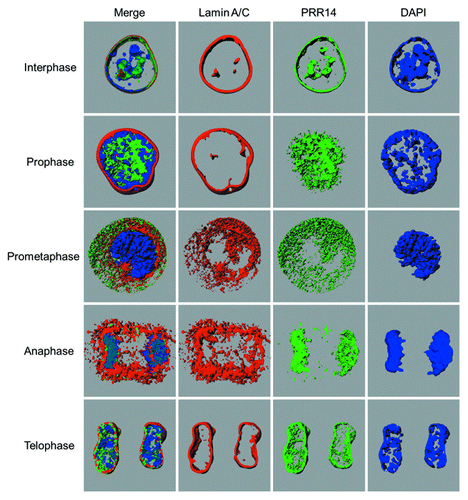 Figure 5. Snapshots from the 3D-renderings generated by Imaris software, showing localization of Lamin A/C, GFP-PRR14, and DAPI (DNA) in HeLa cells at various stages of mitosis. Videos 1–5 of 3D renderings correspond to interphase, prophase, prometaphase, anaphase, and telophase stages, respectively. The interphase nucleus shown was chosen to highlight the localization of PRR14 with nuclear channels.