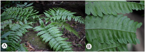 Figure 1. The species reference image for B. multipinna. (A) Plant shape of B. multipinna. (B) Morphological characteristics of leaves of B. multipinna (lobes varied in length and irregular, reticulate veins conspicuous). The species photo was taken by the author in Mengla County, Xishuangbanna, Yunnan, China, November 2019, without any copyright issues.
