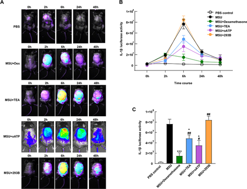 Figure 5 In vivo effects of potassium channel antagonists on inflammation. (A) The cHS4l-hIL-1β transgenic mice were subgrouped into a control group (PBS, s.c.), MSU group (3.0 mg/mL MSU crystals, s.c.), MSU + dexamethasone group (3.0 mg/mL MSU with 10 mg/kg dexamethasone, s.c.), MSU + TEA group (3.0 mg/mL MSU with 50 mg/kg TEA, s.c.), MSU + oATP group (3.0 mg/mL MSU with 250 μM oATP, s.c.) and MSU + 293B group (3.0 mg/mL MSU with 50 mg/kg 293B, s.c.) Their luciferase activities were detected at 0, 2, 6, 24 and 48 hours. (B) The luciferase activities were quantified by the Living Image software and (C) compared at the sixth hour. *P < 0.05, ***P < 0.001, compared with the control group. #P < 0.05, ##P < 0.01, compared with the MSU group. Data are expressed as mean ± SEM. n=5-7 mice/group.