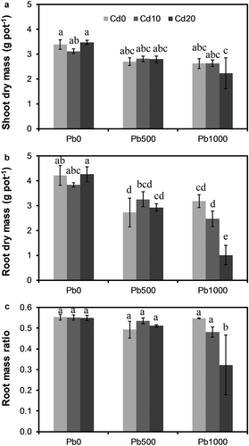 Figure 1. Biomass accumulation and partitioning of alfalfa plants grown on a calcareous soil spiked with different levels of cadmium (Cd) and lead (Pb). (a) Shoot dry mass, (b) Root dry mass, and (c) Root mass ratio. Cd0, Cd10, and Cd20 represent soil Cd level of 0, 10, and 20 mg kg−1, respectively; Pb0, Pb500, and Pb1000 represents soil Pb level of 0, 500, and 1000 mg kg−1, respectively. Data are presented as means ± SE (n = 3). Different lower-case letters above the bars indicate significant (P ≤ 0.05) differences among treatments according to the results of LSD test of two-way (Cd × Pb) ANOVA.