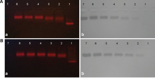 Figure 1 Agarose gel (1%) electrophoresis of (A) quantum dot (QD)–anti-aldose reductase (AR) conjugates and (B) QD–anti-Toll-like receptor 4 (TLR4) conjugates. (Aa and Ba) Fluorescent of CdSe/CdS/ZnS quantum dots with the emission wavelength of 620 nm (QDs-620) in the gels imaged under ultraviolet illumination. (Ab and Bb) Protein bands in the gels stained by Coomassie Brilliant Blue.Notes: Line 1 in each image are QDs-620 alone. Lines 2–6 are conjugates of different QD:primary antibody ratios from 5:1 to 5:5. Line 7 in each image is the (Aa and b) AR antibody or (Ba and b) TLR4 antibody alone.