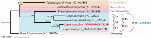 Figure 1. Bayesian’s inference (BI) phylogenetic tree for Scalpellomorpha order based on the nucleotide sequence data of 13 PCGs and two rRNA genes of Lepas anatifera and other five species belonging to four related families of Scalpellomorpha order. Stars represent two complete mitogenomes first sequenced in the present study. The interspecific and intraspecies genetic distances were shown in the right of the figure.
