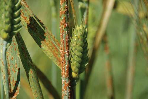 Fig. 1 (Colour online) Wheat stem rust infection on stems and leaves (reproduced from Brar et al. Citation2019)