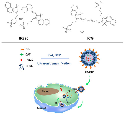 Scheme 1 Schematic illustration of the HCINP assembly and structure, and the mechanism of enhanced PDT efficacy for tumor treatment.