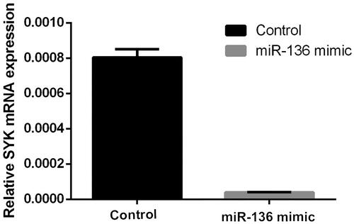 Figure 9. The mRNA expression of SKY mRNA in two groups of cells. The relative level of SYK in miR-136 mimics group and control group was measured by RT-qPCR, respectively.