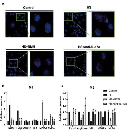 Figure 5 NMN regulated macrophage phagocytosis and polarization in the CEC/macrophage co-culture system. (A) The phagocytosis ability in macrophage cultured with control CEC, CEC in HS, NMN-treated CEC in HS and CEC in HS in combination of anti-IL-17a treatment. (B) The mRNA expression of M1 related genes in macrophage cultured with control CEC, CEC in HS, NMN-treated CEC in HS and CEC in HS in combination of anti-IL-17a treatment, n=4, data presented as mean ± SD. One-way ANOVA with SNK multiple comparisons test. *Comparing with the control group, P<0.05; #comparing with the HS group, P<0.05. (C) The mRNA expression of M2 related genes in macrophage cultured with control CEC, CEC in HS, NMN-treated CEC in HS and CEC in HS in combination of anti-IL-17a treatment, n=4, data presented as mean ± SD. One-way ANOVA with SNK multiple comparisons test. *Comparing with the control group, P<0.05; #comparing with the HS group, P<0.05.