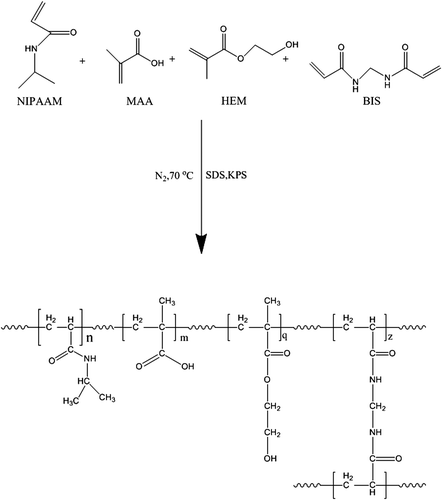 Figure 1. Chemical reaction for preparing P (NIPAAM-MAA-HEM) nanogel.
