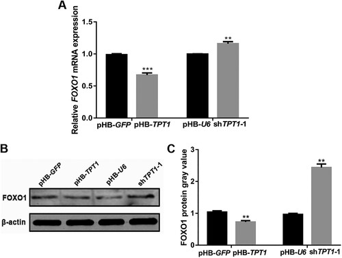 Figure 3. Effects of TPT1 and PI3K/AKT on adipocyte differentiation. (A) The expression of p-AKT protein in TPT1-overexpressing and TPT1-inhibiting SVFs compared with the negative controls. (B) Analysis of the grey values of p-AKT bots in TPT1-overexpressing and TPT1-inhibiting SVFs based on Western blotting. (C) The expression of p-AKT protein in TPT1-overexpressing SVFs treated with LY294002. (D) Analysis of the grey values of p-AKT blots in TPT1-overexpressing SVFs treated with LY294002 based on Western blotting. (E) The mRNA expression of adipogenic markers in TPT1-overexpressing SVFs treated with LY294002. (F) Oil Red O staining results at 12 days after adipogenic differentiation in TPT1-overexpressing SVFs that were treated with LY094002. *P < 0.05, **P < 0.01, ***P < 0.001.