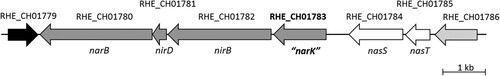 Figure 1. Genomic context of RHE_CH01783 gene. Source: https://www.ncbi.nlm.nih.gov/gene.
