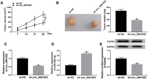 Figure 8 Circ_0061825 knockdown mitigated tumor growth in vivo. sh-circ_0061825-transduced or sh-NC-infected MDA-MB-231 cells were subcutaneously implanted into the nude mice (n = 6 per group). 28 days later, all mice were euthanized, and tumor tissues were removed. (A) After 7 days of implantation, tumor volume measurement began and was performed every week. (B) Tumor average weight was calculated and representative pictures were photographed. Circ_0061825 expression (C) and miR-593-3p level (D) by qRT-PCR, and FGFR3 expression by Western blot (E) in the xenograft tissues. *P < 0.05.