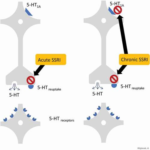 Figure 2. Mechanism of action of SSRIs at the synaptic terminal