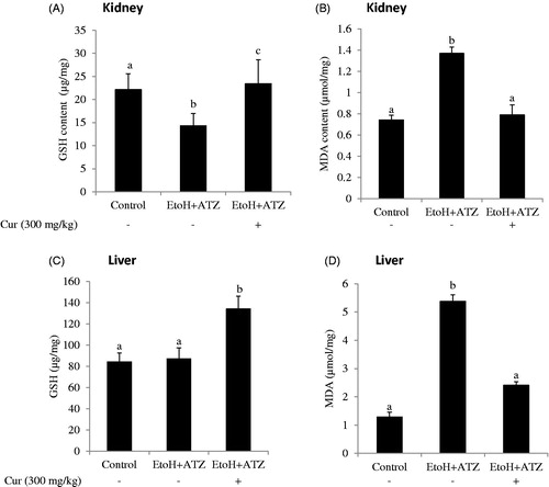 Figure 2. The role of oxidative stress in both atrazine (ATZ) + ethanol (EtoH) induced hepato-renal toxicity in rats. Data are presented as the mean ± SD (n = 6). *Values with different superscripts are significantly different (p < .05).