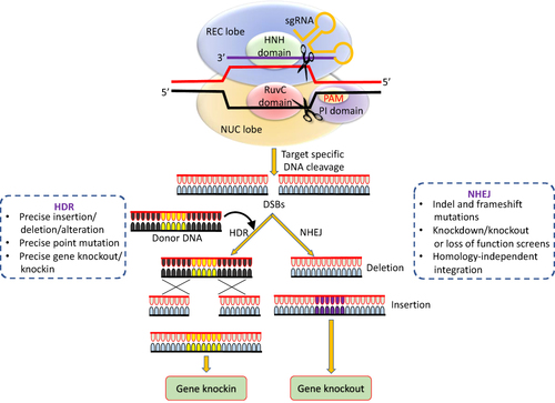 Figure 5 Cleavage of target DNA by CRISPR/Cas9 followed by multiple genomic modifications. A DNA repair through HDR pathway creates defined insertions, deletions or other specific modifications. However, due to some mistakes in DNA repair by endogenous NHEJ pathway, variable length insertions and/or deletions (indels) can be formed.