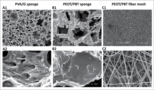 Figure 2. SEM micrographs of the produced scaffolds: (A) PVA/G sponge, (B) PEOT/PBT sponge, and (C) PEOT/PBT fiber mesh. Zoomed-out micrographs highlight pore size and topography (A1–C1), while zoomed-in micrographs image pore surfaces (A2–C2).