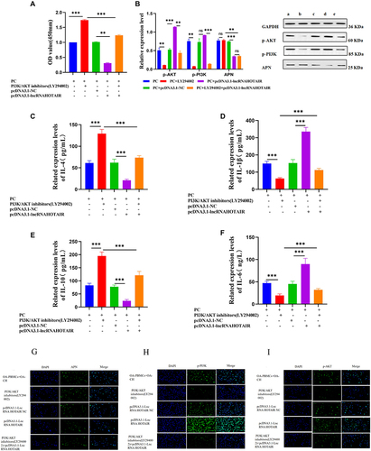 Figure 12 CCK-8 assay to examine CH viability (A); Phosphorylation of PI3K and AKT and level of APN measured with WB (B); IL-1β, IL-6, IL-4, IL-10, and APN levels tested with ELISA (C–F); Semi-quantitative levels of APN, p-PI3K, and p-AKT checked with immunofluorescence (G–I). *** P < 0.001; ** P < 0.01.