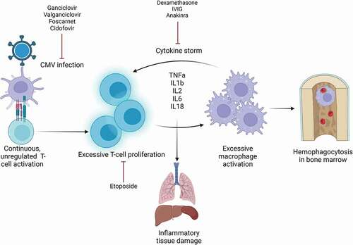 Figure 1. Pathophysiology and treatment targets for CMV-induced HLH.